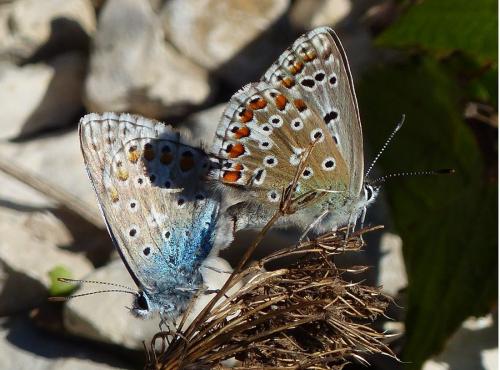Polyommatus bellargus